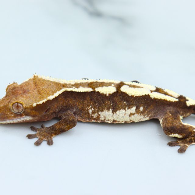 세이블