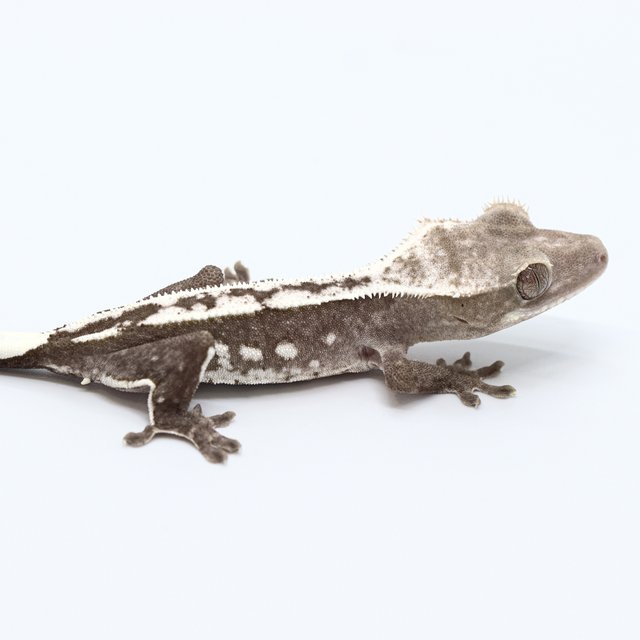 Axanthic