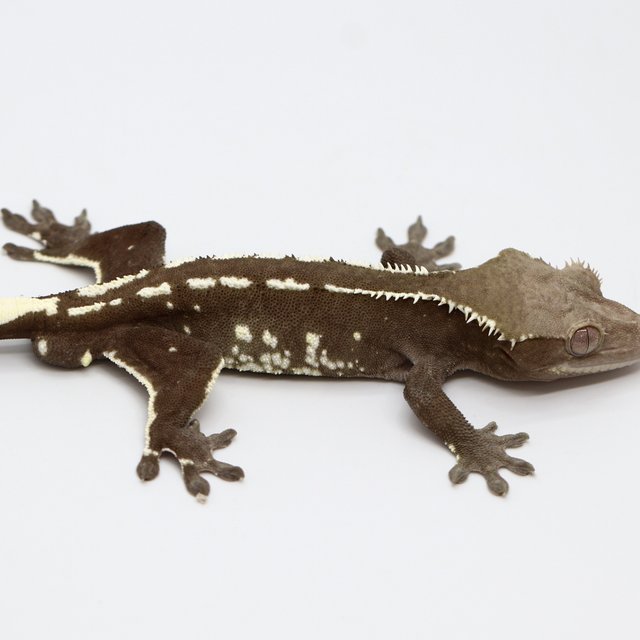 Axanthic