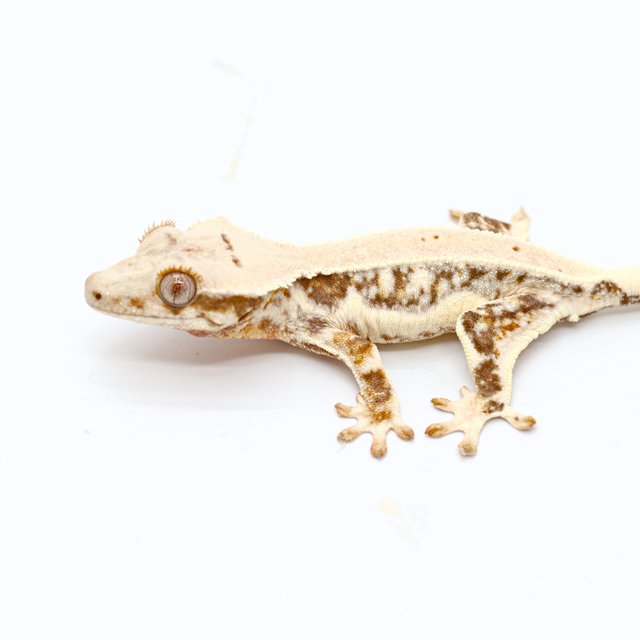 100% Het Chocho Lilly White
