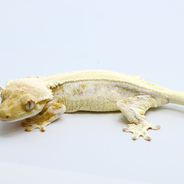 Lilly White