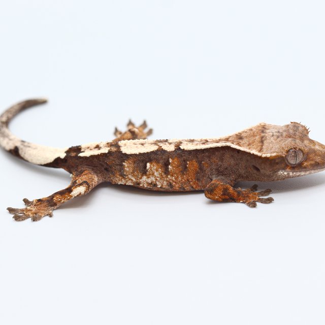 100% Het Axanthic Sable