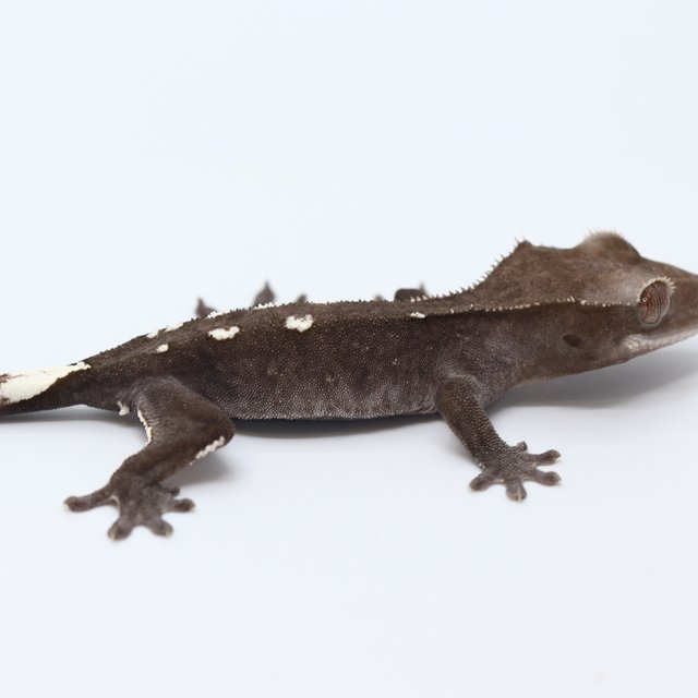 Axanthic