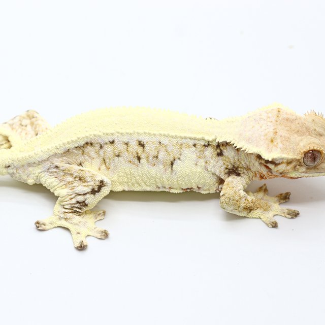 Lilly White