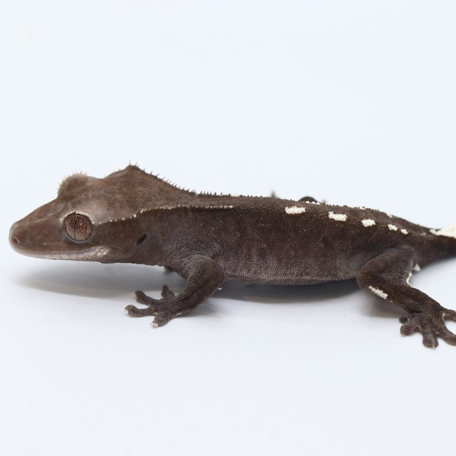 Axanthic