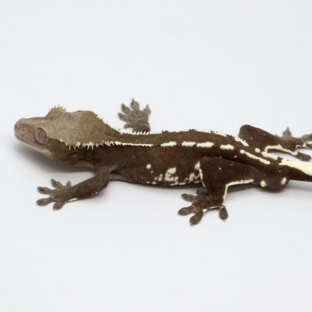 Axanthic
