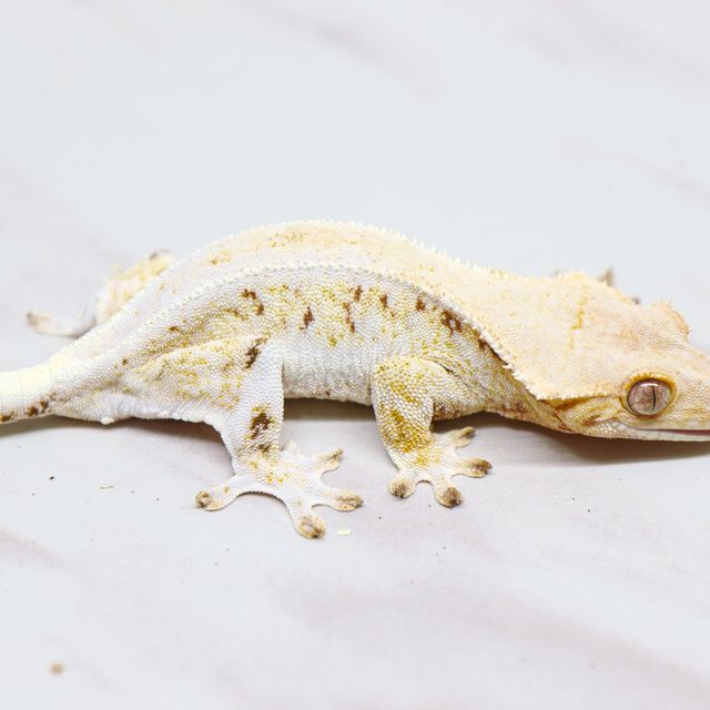 Lilly White