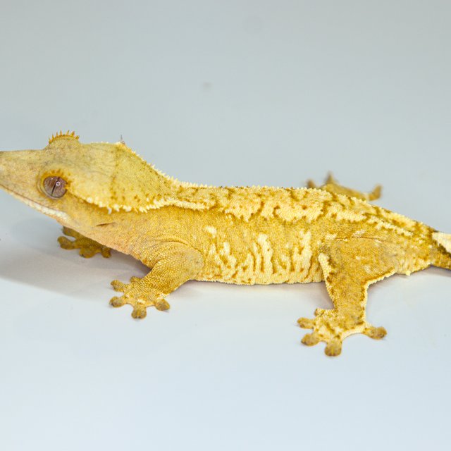 Creamsicle Normal Cream