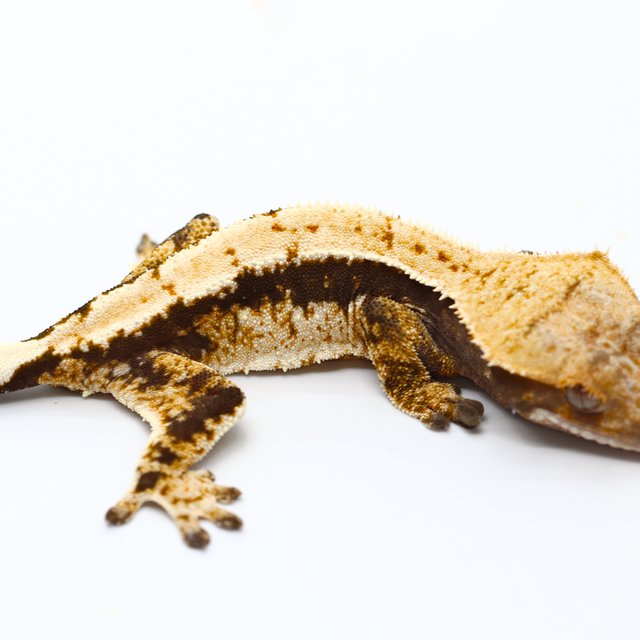 100% Het Axanthic