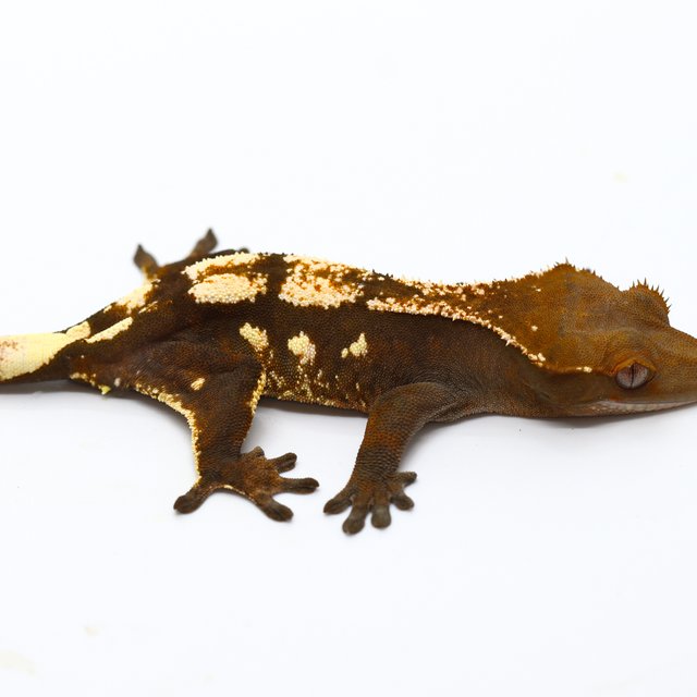 100% Het Axanthic Sable