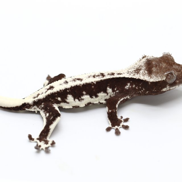 Lilly Axanthic