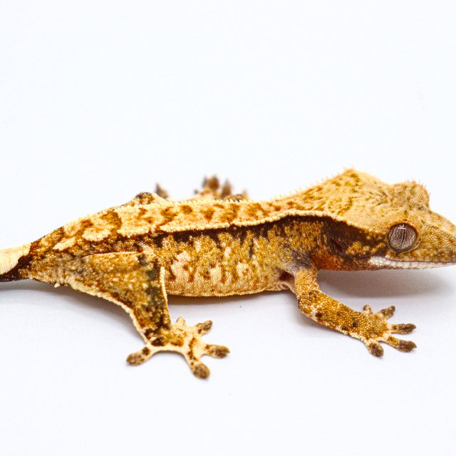 White Spot Tangerine