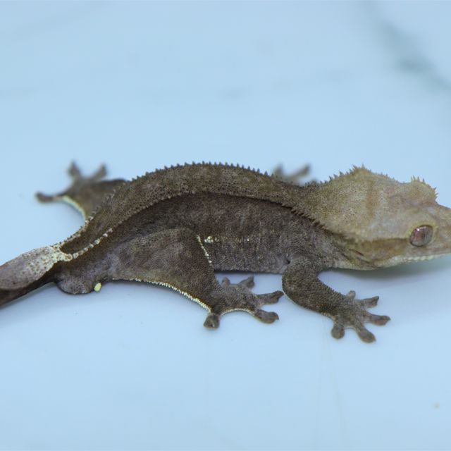 아잔틱