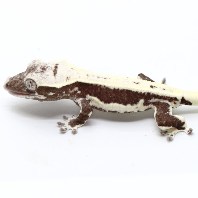 Lilly Axanthic