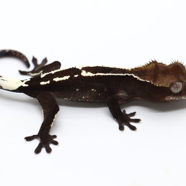 Axanthic