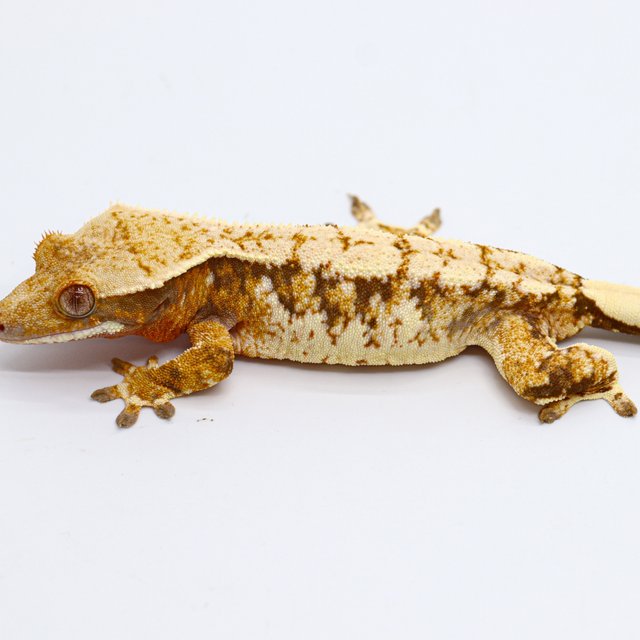 Tri Tangerine White Spot