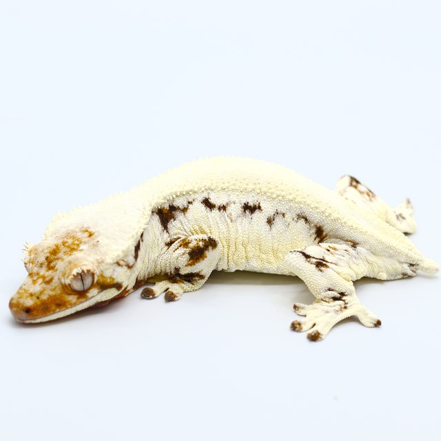 Lilly White