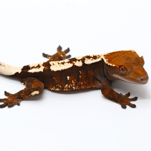100% Het Axanthic Sable