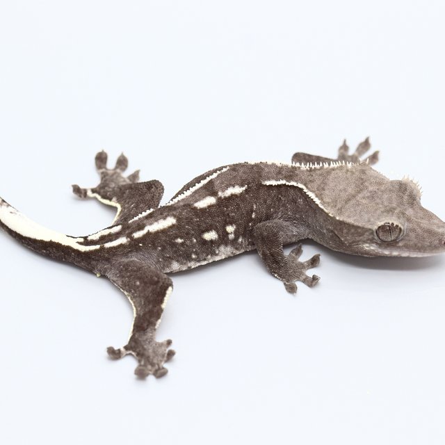Axanthic