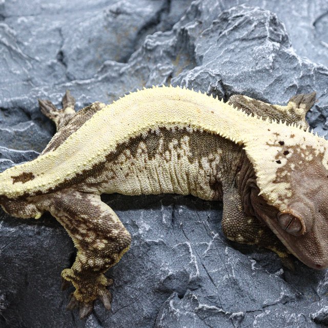 솔리드백 세이블