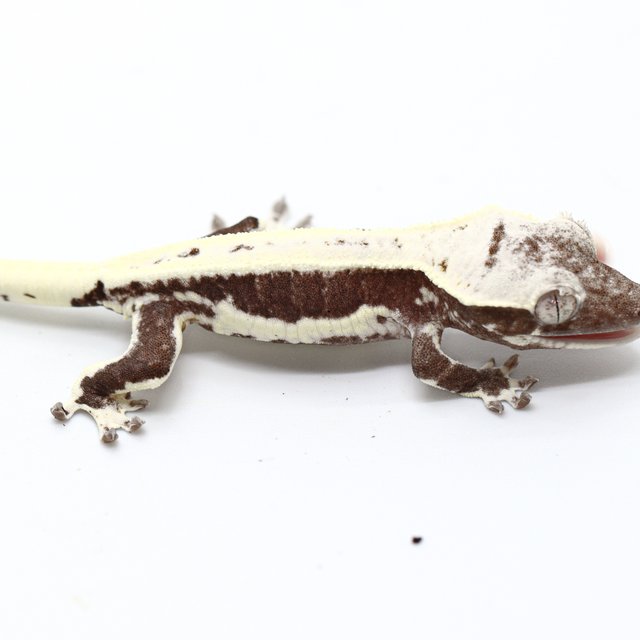 Lilly Axanthic