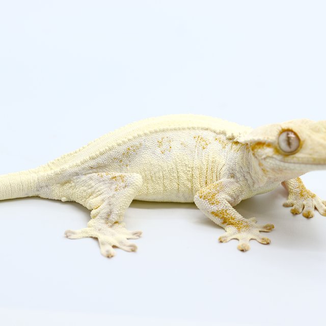 Lilly White