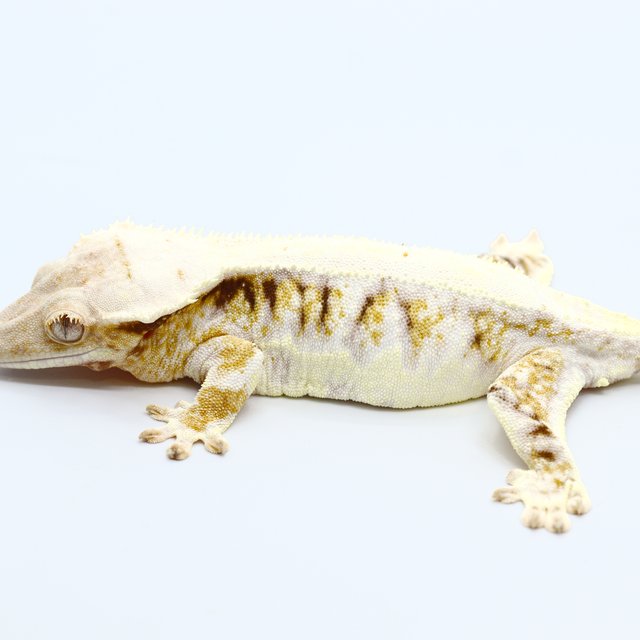 Lilly White