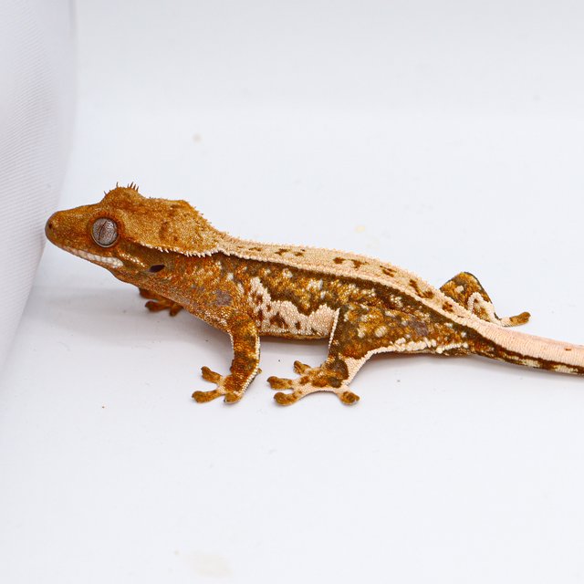 100% Het Chocho Full Pinstripe Quad
