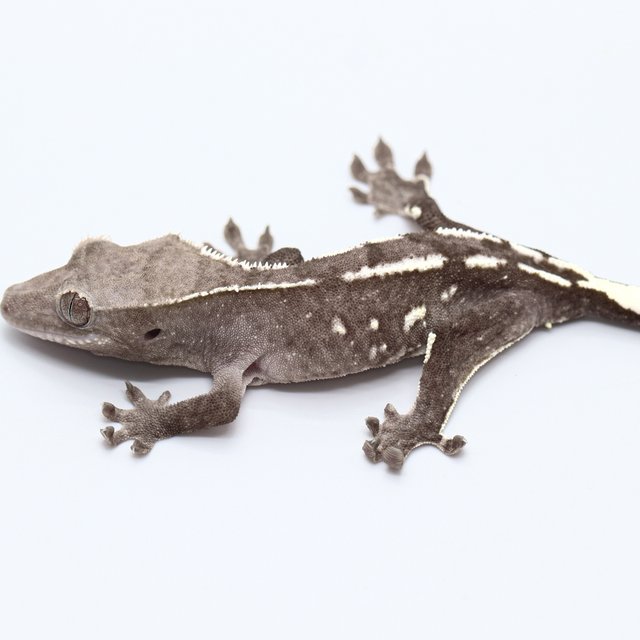 Axanthic