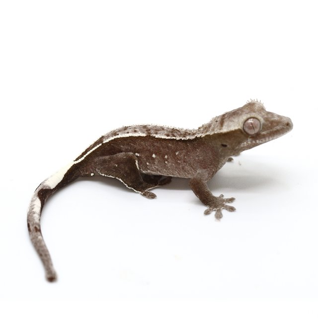 Axanthic