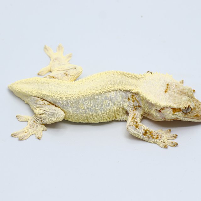 Lilly White