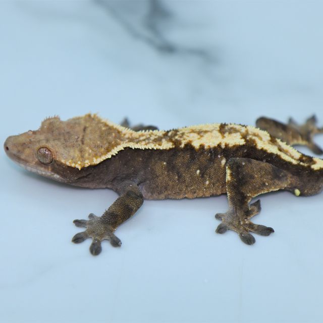 세이블