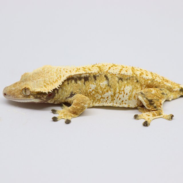 Normal Tri White Spot