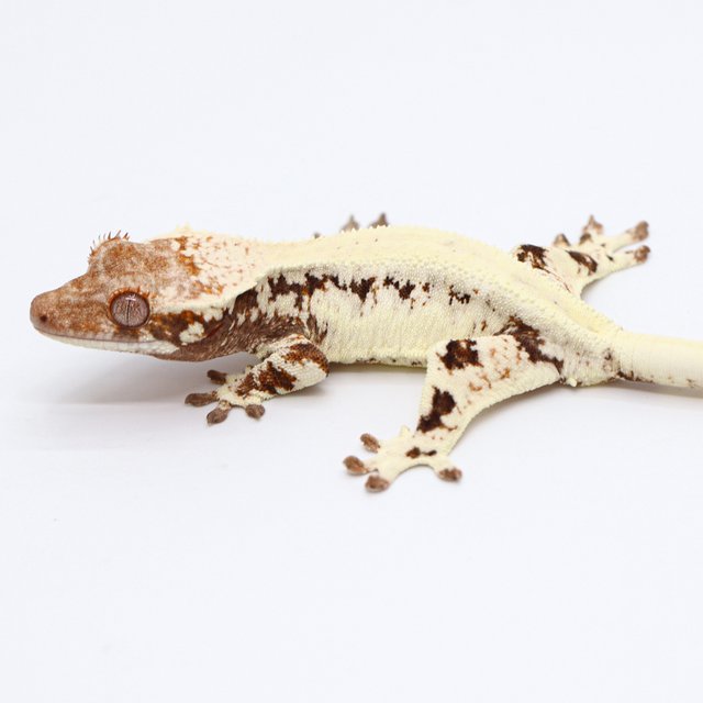 Frappuccino