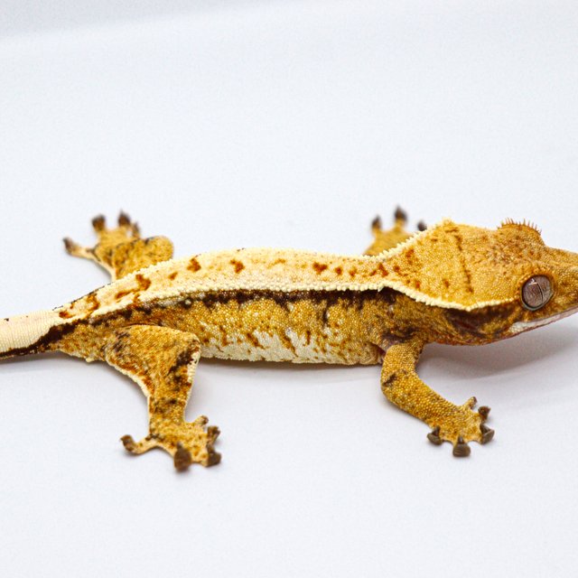 Normal Drippy Tangerine