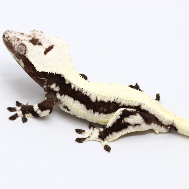 Solid Back Lilly Axanthic