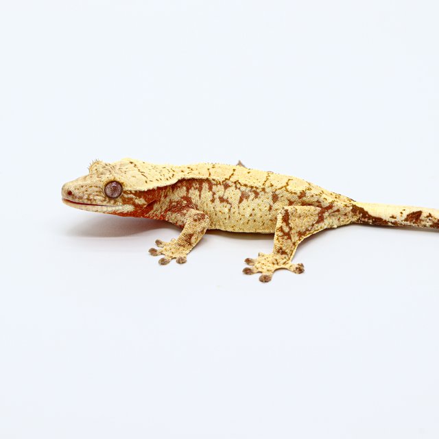 Normal Red