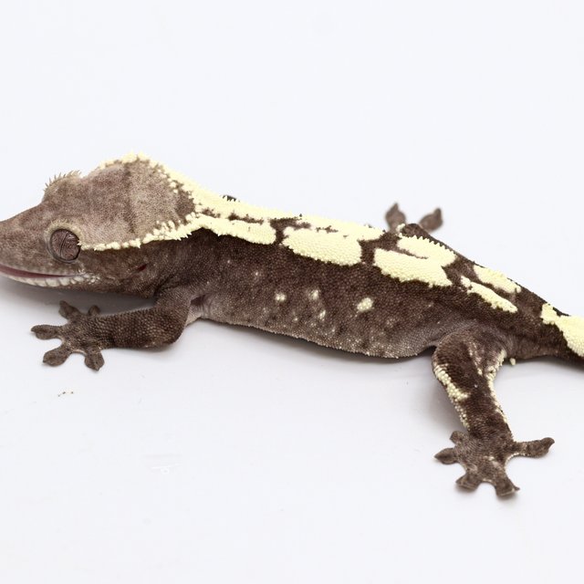 Sable Axanthic