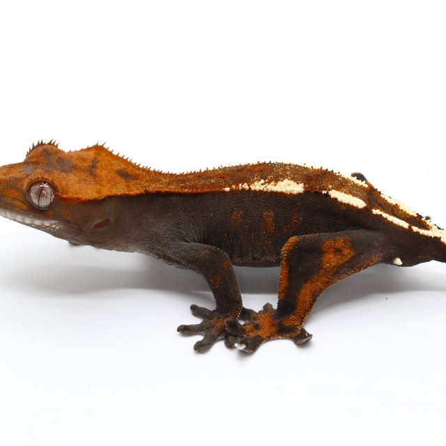 100% Het Axanthic Sable