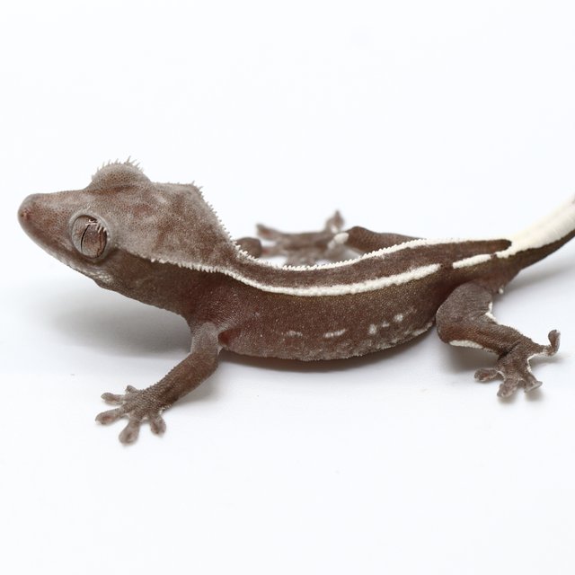 Axanthic