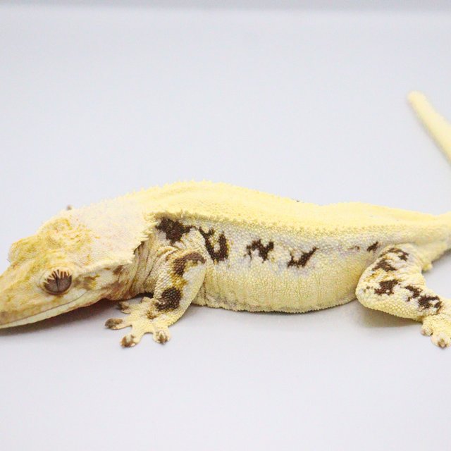 Lilly White