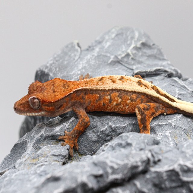 텐저린 드리피 세이블