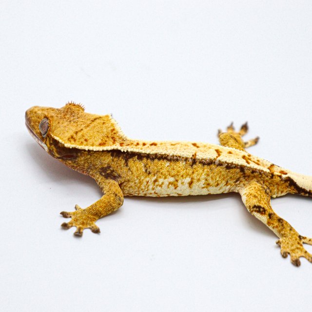 Normal Drippy Tangerine