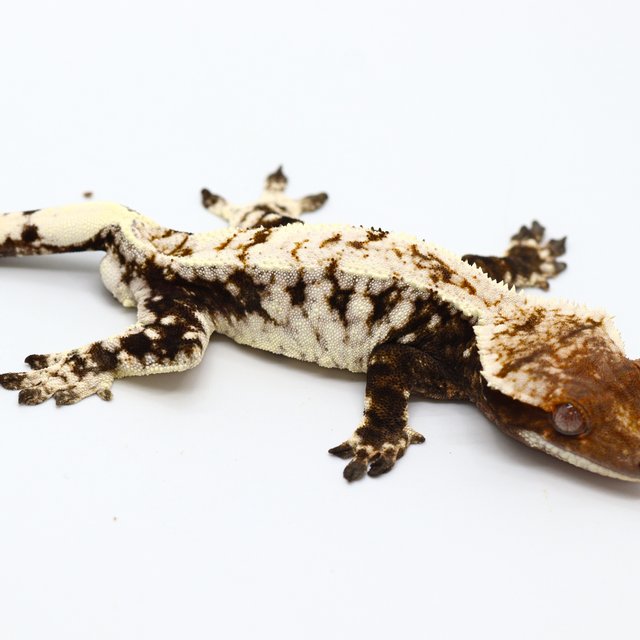 100% Het Chocho Cappuccino