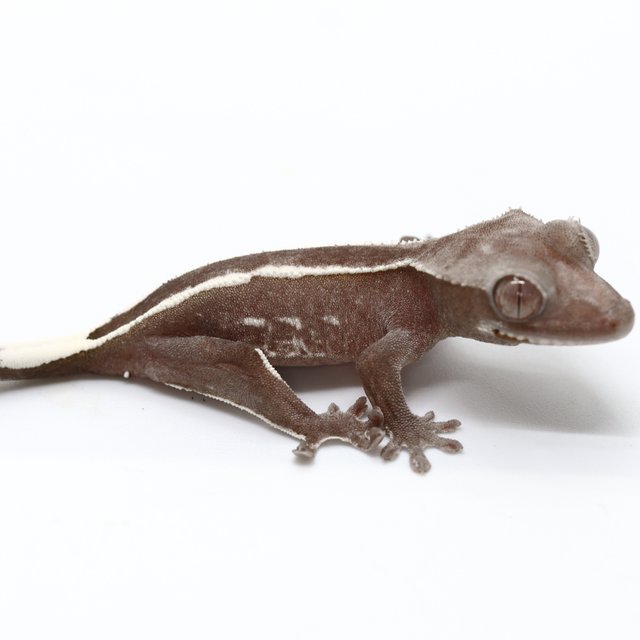 Axanthic