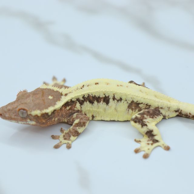 프라푸치노
