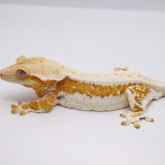 Cream Lilly White