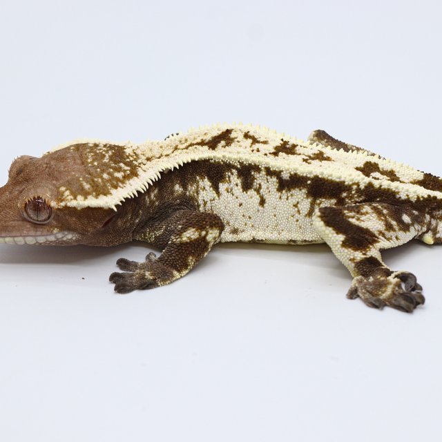 Sable