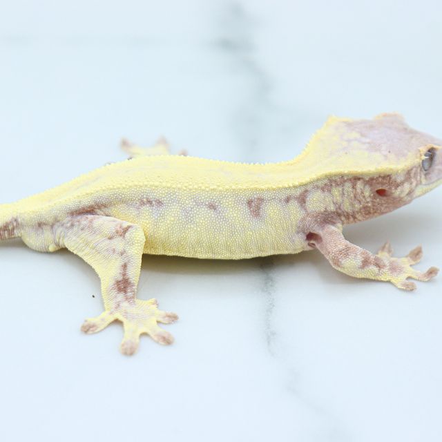 릴리 세이블