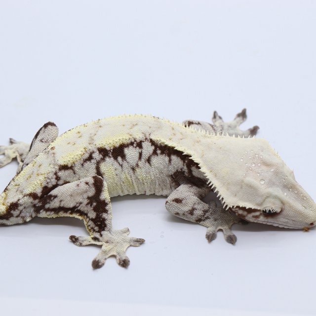 White Spot White White Pin Normal